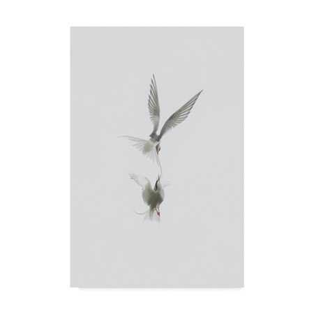Trademark Fine Art Jure Kravanja 'Tern' Canvas Art, 12x19 1X07706-C1219GG